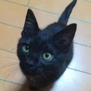 ぽむ