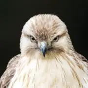 Pozidriv