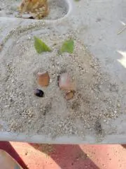 KRMMSKの画像