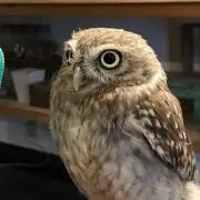 あおうさぎ_11の画像