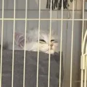 カーティスの画像