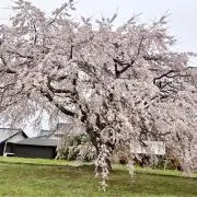 Maponの画像