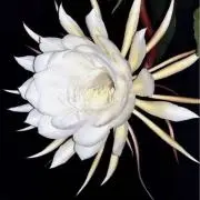 queen of the night