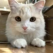 Kassieの画像