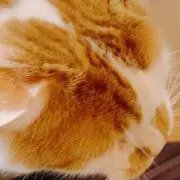 KAの画像