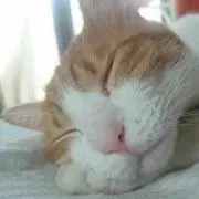 みーちゃん