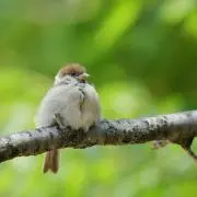 ちゅんの画像