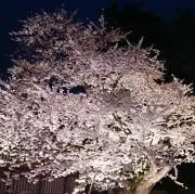 むったんの画像