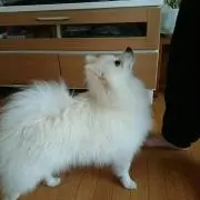 IKUの画像