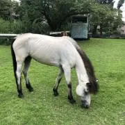 チャーリーの画像