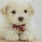 よーかん