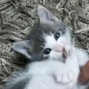 しゅう