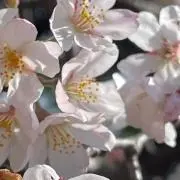 nyaaoの画像