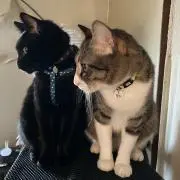 クィーン