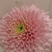 もんここの画像