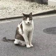 オック