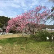 もきち