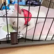 yuriaの画像