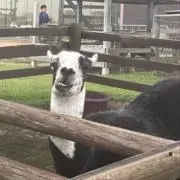 LywoLaの画像