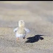 ぴよぴよ