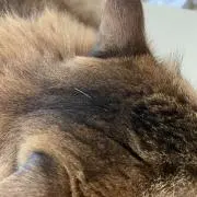 ラドの画像