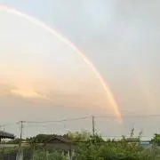 ソメの画像