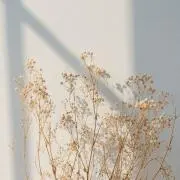 あんにんの画像
