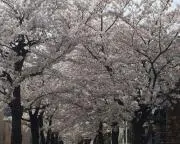 TYsmileの画像