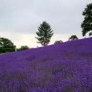 satomiの画像