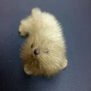 seal