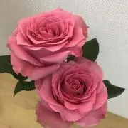 ずんの画像