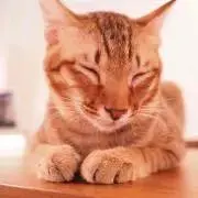 にゃんころの画像
