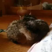 てつやん