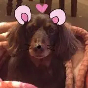 ままたんの画像