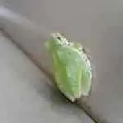 フロッグの画像