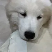 nanaの画像