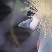 RECK