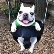 りっぴー☆の画像