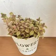puuchyの画像