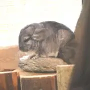 しのまるの画像