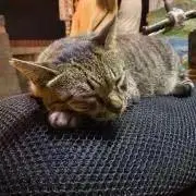 ゆりの画像