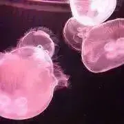mikkyの画像