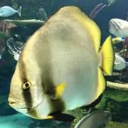 トリニティの画像
