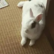 ゆずレモン