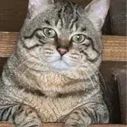 ポイフル