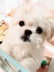 くるみの画像