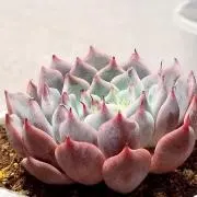 ゆずぽん