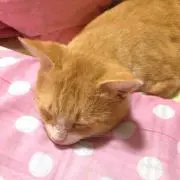 まっちょめ
