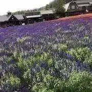 かにかま　断捨離中の画像
