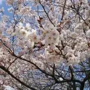 リアの画像